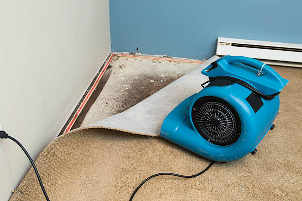 Best Ceiling water damage repair  in Proctor, MN